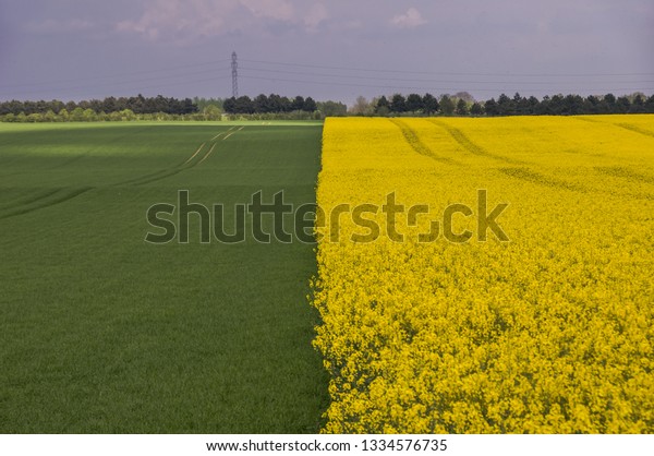 field\
divided in half on the grass and yellow\
flowers