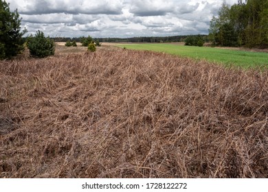 A field of dried up, last year's blackberry bushes in the spring