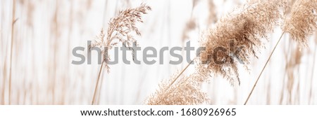 Field of dry brown grass close-up on light natural background. Banner size.