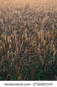 A field of dry grass with a path through it. The grass is brown and dry, and the path is barely visible. Scene is somber and desolate