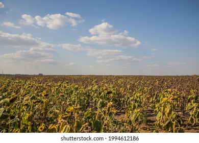 Field of drying sunflowers in Ukraine. Withered sunflowers in the summer field. Mature dry sunflowers are ready for harvest. Bad harvest of sunflower on the field