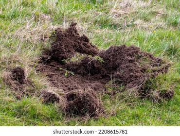 A field dug by wild boars - Shutterstock ID 2208615781