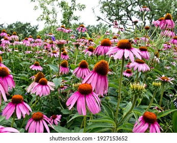 A Field Of Echinacea Flowers In A Tall Grass Prairie.