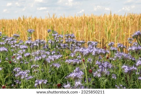 Field edge with flowering plants in the foreground of organically grown wheat. The sown plants are a mixture of crimson clover and lacy phacelia to promote biodiversity. The photo was taken in spring.