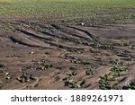 field erosion damage on soil and rapeseed plants on a food farm agriculture