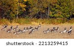 In field in fall Canada geese group of large wild geese species with a black head and neck, white patches on the face, and a brown body. 