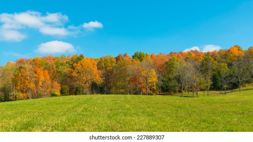 Field With Fall Trees 