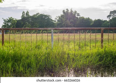 Field Fence