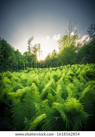 Similar – Image, Stock Photo celery Food Vegetable