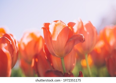 A field of fiery orange tulips in the rays of summer bright daylight