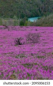 A Field Of Fireweed Above The Kenai River