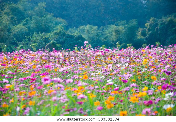 フィールド 花畑 コスモスは野原に咲く 背景 の写真素材 今すぐ編集
