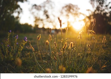 Field flower on a green meadow in spring or summer evening in sunset, golden hour