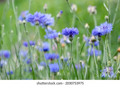 field of flowering cornflowers, summer meadow of blue cornflowers. natural floral background. close-up