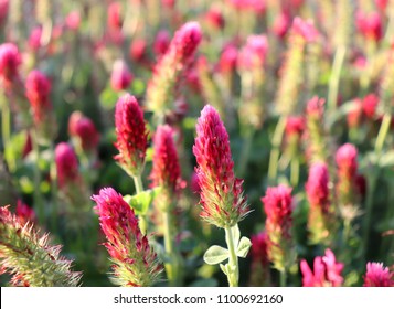 4 Crimson Clover Field Free Photos and Images | picjumbo