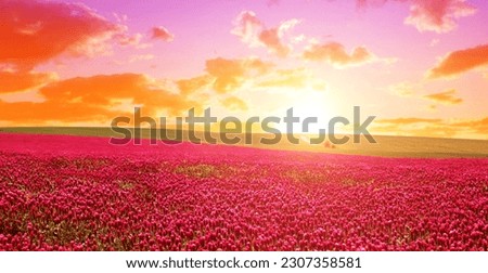 Field of flowering crimson clovers (Trifolium incarnatum) at sunset. Spring season.