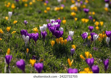 Field of flowering crocus vernus plants, group of bright colorful early spring flowers in bloom, green grass - Powered by Shutterstock