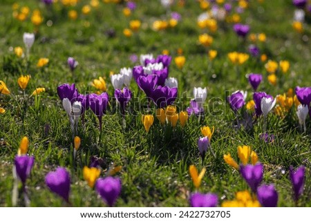 Similar – Image, Stock Photo Early spring garden view with group of blue muscari (grape hyacinth) blooming