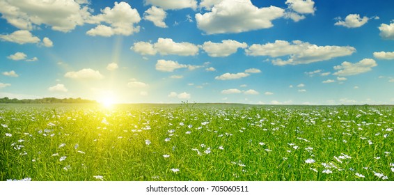 field with flowering flax and sunrise on blue sky