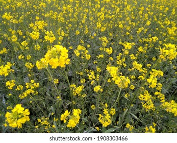 A field with flowering mustard plant - Shutterstock ID 1908303466