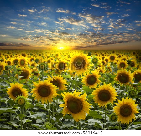 Similar – Field of sunflowers with a stormy cloudy sky in the background