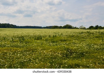 Field of flowers