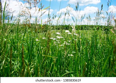 Field Of Flowers And Blue Sky, Smoky Mountains National Park