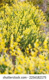 field of flowers in bright yellow flowers - Shutterstock ID 2256182175