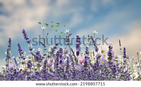 field flowers daisy and lavender  blue sky summer springs nature landscape banner background