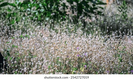 A field of flowers is in full bloom, with a few purple flowers mixed in. The scene is peaceful and serene, with the sun shining down on the flowers and the grass - Powered by Shutterstock