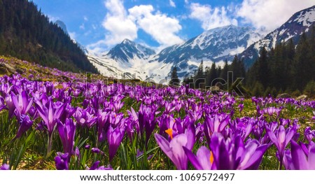 Field with flowers in mountain valley. Natural summer landscape,
Colorful spring landscape in Carpathian mountains with fields of blooming crocuses. Marvelous outdoors sunrise in the mountain valley. 