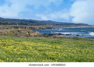 A field of flowers on the side of the highway with a cliffside view - Powered by Shutterstock