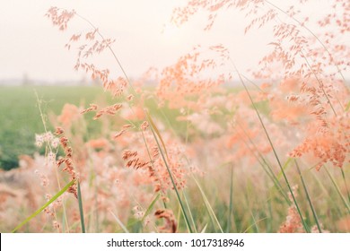 Field Of Flowers, Pink Flowers, Field Background, Flowers Background