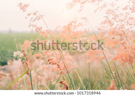 field of flowers, pink flowers, field background, flowers background