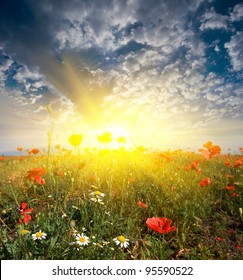 field with flowers in a rays of rising sun