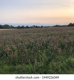 campo con flores y