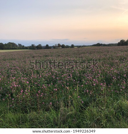 field with flowers and sunset in the background. pink flowers. orange sky. Denmark in summer.