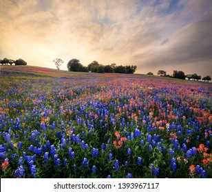 Field of Flowers with Texas Bluebonnets and Indian Paintbrush