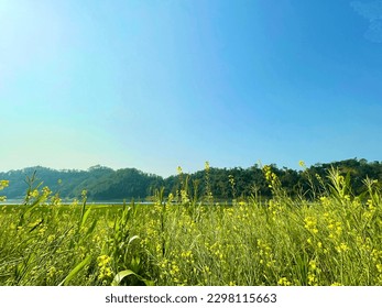 A field of flowers and trees.