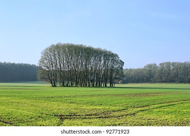 field and forest