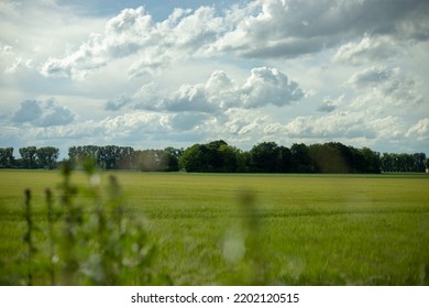 Field and forest in the background.