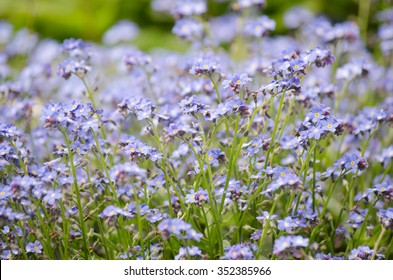 Field of forget-me-nots
