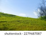 Field of fresh grass on a background of blue sky. Green grass field on small hills and blue sky with clouds. green grass field and bright blue sky. Plain landscape background for summer poster. tree