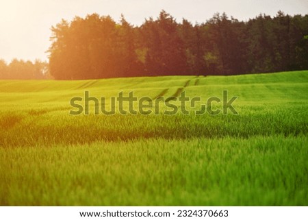 Field of fresh green barley cereals. Agricultural field. Green malting barley in the field.
