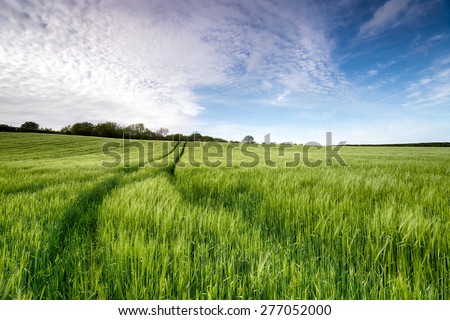 A field of fresh green barley in a gentle breeze growing on farmland in Devon