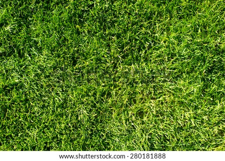 field of fresh green grass texture as a background, top view, horizontal