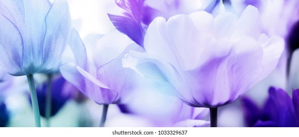 Field of fresh light blue and pastel purple tulips in warm spring sunlight. Close up panorama view.