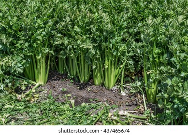 A Field Of Fresh Live Celery Plants (crops) Are Harvested In The Salinas Valley Of Central California, A Hub Of Agriculture And Considered The 