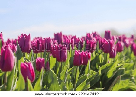 field full of purple tulips on the flower bulb field on Island Goeree-Overflakkee in the Netherlands