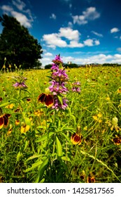 A Field Full Of Texas Wild Flowers